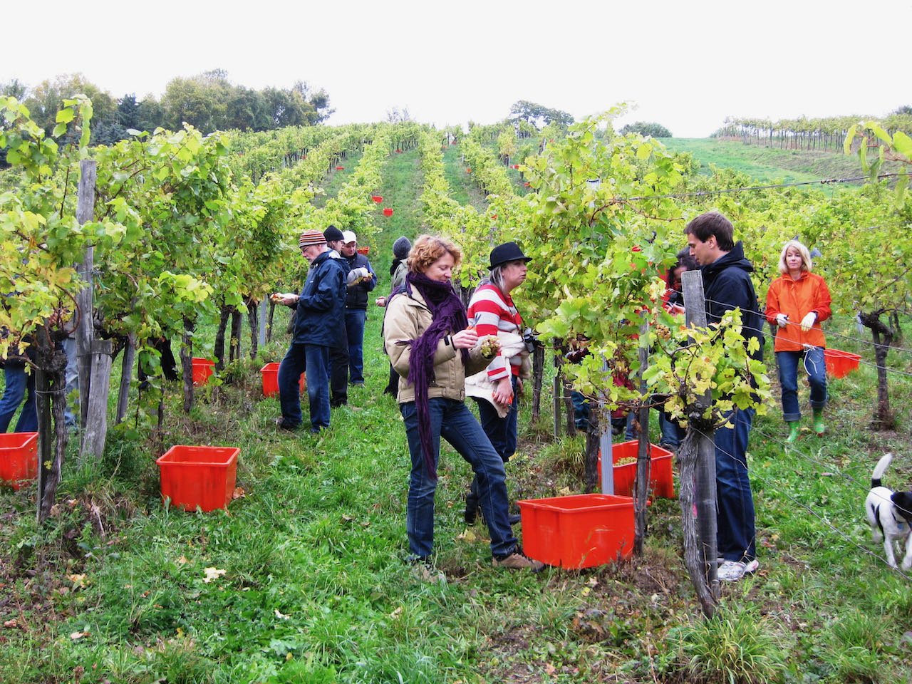 Photo of people picking grapes in Vienna