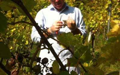 Harvesting Gemischten Satz Grapes in Vienna