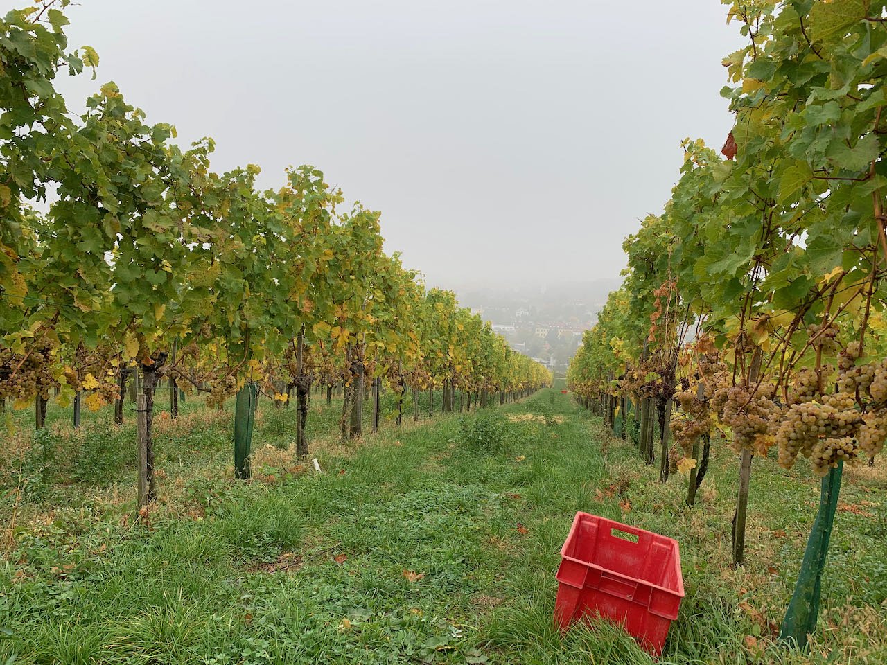 Photo of a vineyard with red harvest bin on a gray day in Vienna